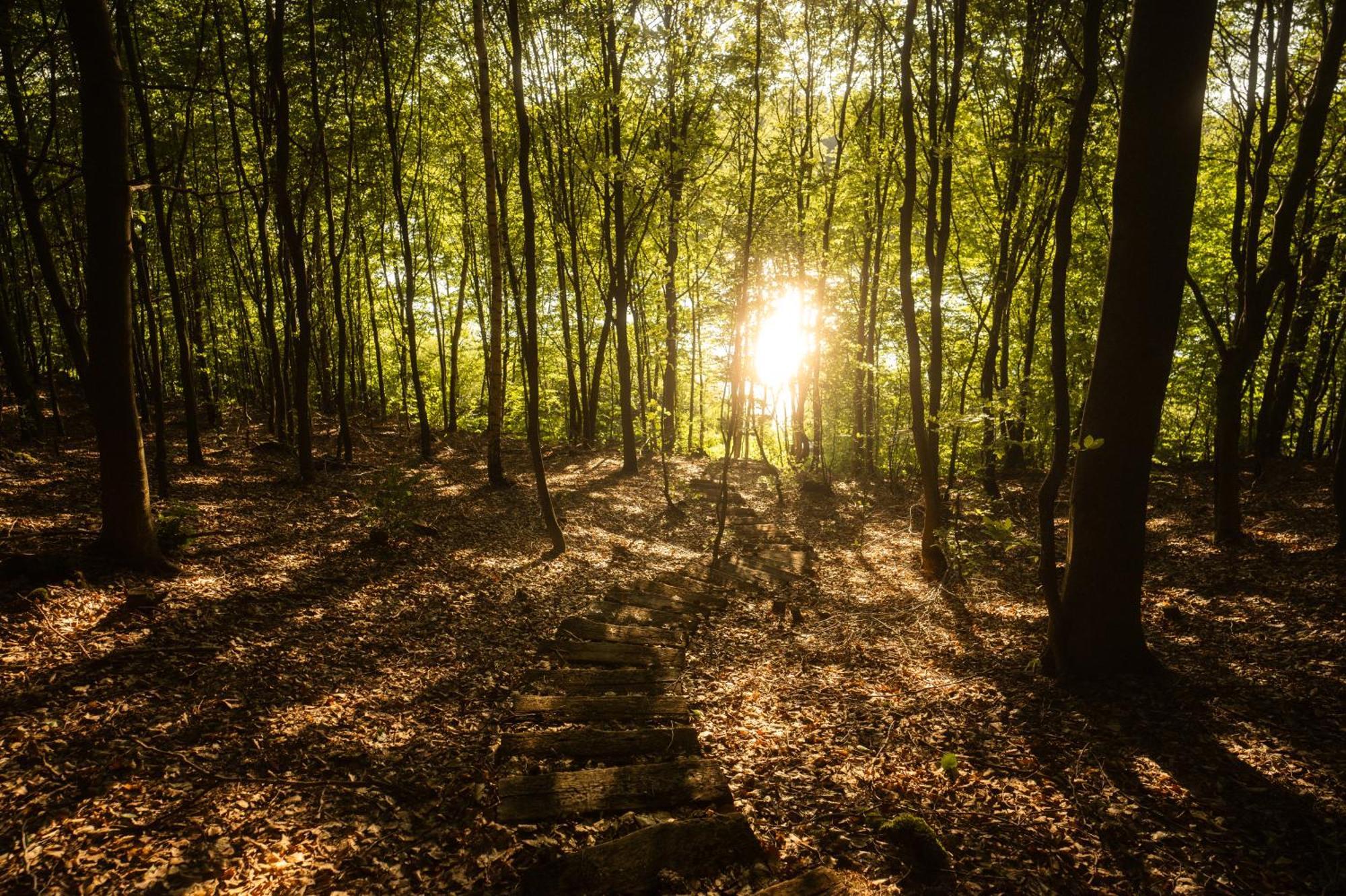 Domek Dla Pary Kaszuby Linia Brzegowa Jezioro Prywatny Las Roztoka  Экстерьер фото